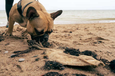 French bulldog dog harbor ground fish bones by the sea.

A skeleton of a fish washed up on a sandy beach by a French Bulldog dog smelling with interestの写真素材
