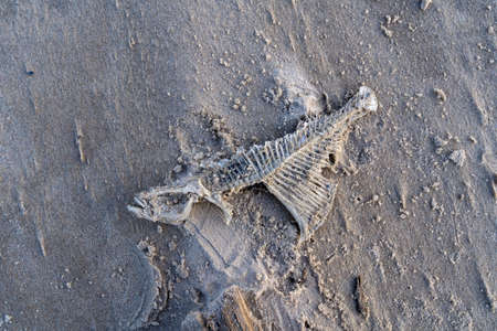 Fish bones washed up on a sandy sea beach.Partially wind-blown with fine beach sand, the skeleton of a fish's bones remains the only one who tells about the fishの写真素材