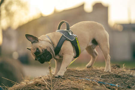 In the evening sunset, a French bulldog dog stands on a haystack in the city landscape and vigorously gnaws a tree.の写真素材