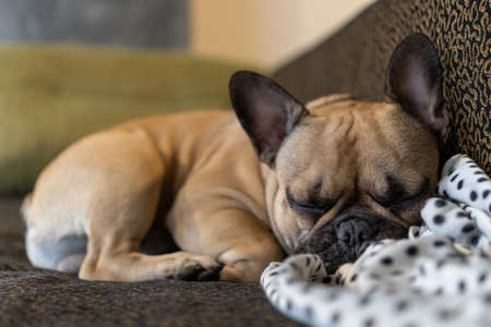 French Bulldog breed dog lying on a sofa head on a white plaid with black bumpsの写真素材