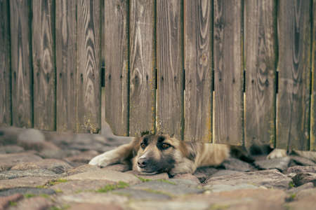 On the side of the round boulder street, a wolf breed dog is watching through the gap in the fence under the gate under the gate.A wolfhound is looking at the street from the bottom of the fenceの写真素材