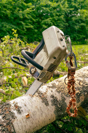 cordless arborist top-hand chainsawarborist's top-hand chainsaw with a safety strap pierced in a birch logの写真素材