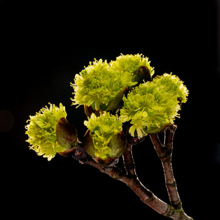 Freshly blossomed Norway maple  buds on a black background with a side view