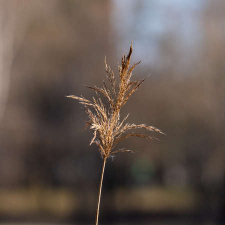 a spring on a sunny day with a blurred background bentLake bent with a single stalk, sunlit on blurred backgroundの写真素材