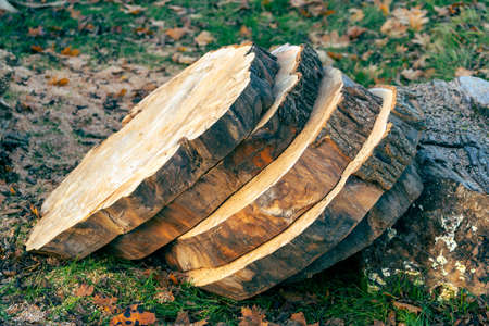large, round ash wooden wheels sliced and stacked in a pile with a blurred backgroundfreshly cut ash wood discs stacked together with a narrow depth of field and a blurred background viewの写真素材