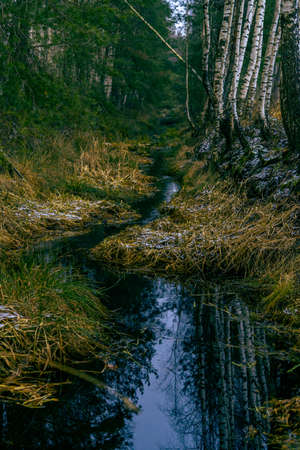 A misty ditch next to a peat bog with a narrow strip of water and birches and pines on the banks of the ditch.の写真素材