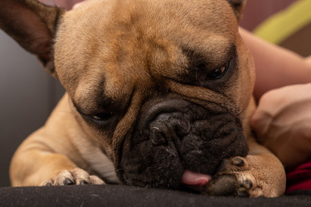 In this photo, a French Bulldog sits calmly and washes its paws. The image highlights the importance of regular paw hygiene for pets and can be used to showcase the bond between a pet owner and their dog during grooming moments.の写真素材