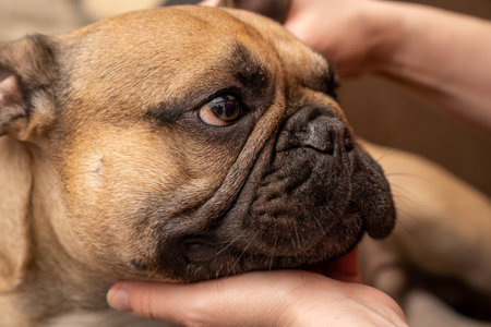 This photo features a woman's hand cleaning the ears of a French Bulldog. It can be used to illustrate the bond between a pet owner and their dog, as well as the importance of grooming in pet care.の写真素材
