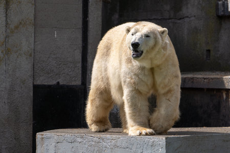 Polar bear on a rocky background. Wild animal in summer sunny weather, close up view.の写真素材