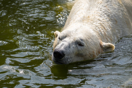 Polar bear swimming. Wild animal in summer sunny weather, close up view.の写真素材