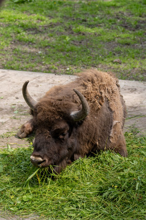 Bison eat grass or hay. Wild animal in summer sunny weather. Closeup viewの写真素材