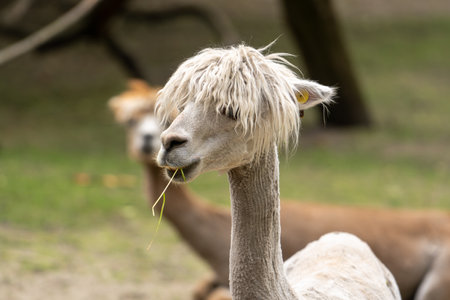 Alpaca looking around with a blurred background and blades of grass in the mouth. Wild animal in zoo, at summer sunny weather. Closeup viewの写真素材
