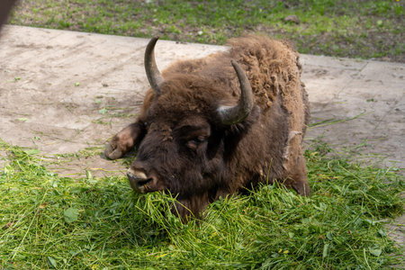 Bison eat grass or hay. Wild animal in summer sunny weather. Closeup viewの写真素材