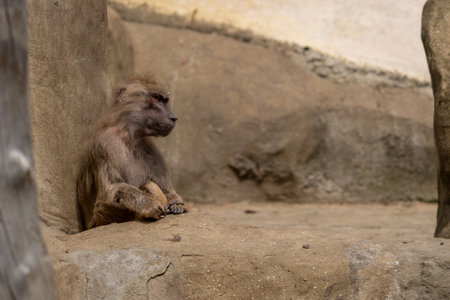 Monky sitting on the ground. Wild animal in zoo at summer sunny weather. Closeup view.の写真素材