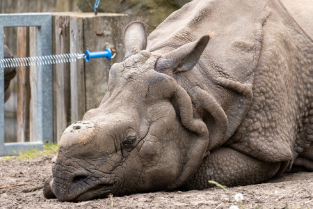 a rhinoceros without a horn lying on the ground. Wild animal in zoo at summer sunny weather. Closeup view.の写真素材