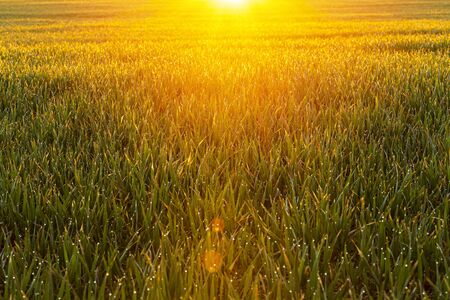 Agriculture field during morning sunrise with dew on grass / selective focus in the middleの写真素材