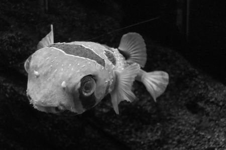 Fish in black&whiteの写真素材