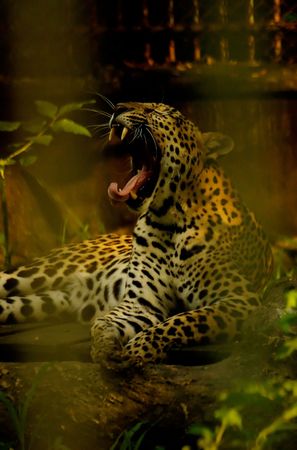 Tiger inside zoo in Bangkok, Thailand.の写真素材