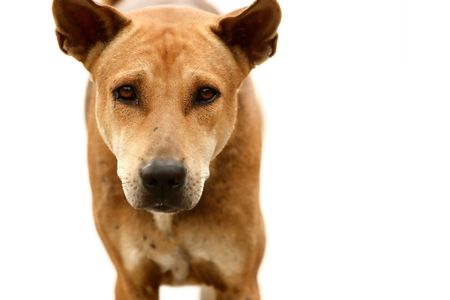 Dog isolated over white background. Focus on the eyes. Shallow depth of field.の写真素材