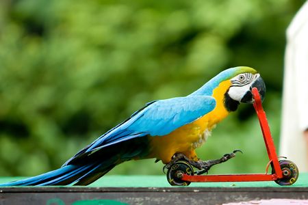 Parrot riding on a bicycle.の写真素材