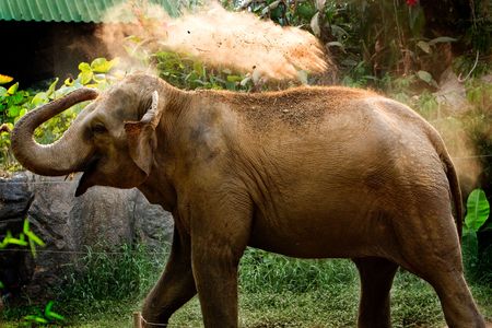 Elephant blowing dirt.の写真素材