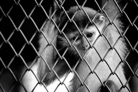 Monkey inside a cage.の写真素材