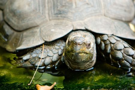 Turtle Close-up.