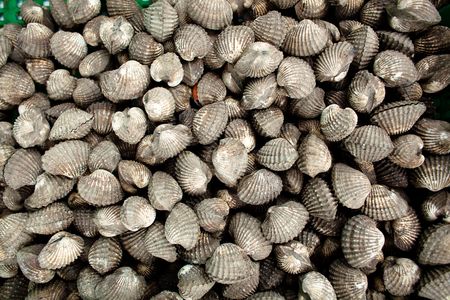 Fresh Cockles in a basket