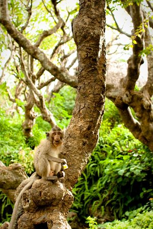 Monkey eating something while sitting on a tree.の写真素材