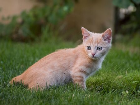 little kitten playing on the grass close up green eyesの写真素材