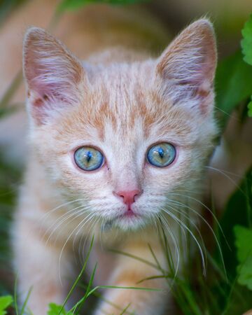 little cat watching green eyes grass close upの写真素材