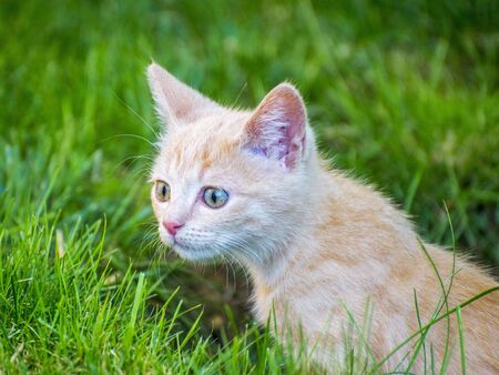 little cat playing on the grass close up sneaking green eyesの写真素材