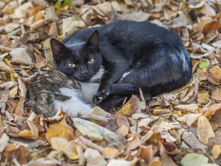 Cats in the warm hug in the cold winter morninigの写真素材