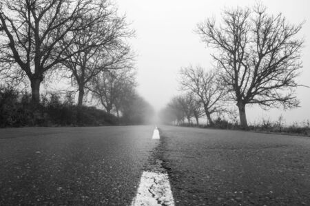 Empty foggy rural asphalt perspective with white line tree aroundの写真素材
