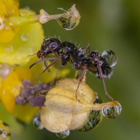 Ant on yellow flower magic water drop reflectionの写真素材