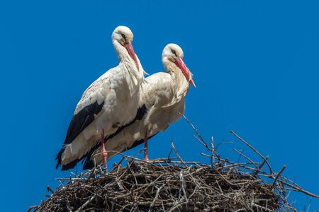 Storks couple in a nest blue skyの写真素材