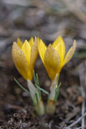 Close-up crocus chrysantus yellow flowersの写真素材
