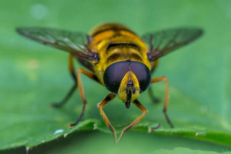 Bee green leaf macro shoot green backgroundの写真素材