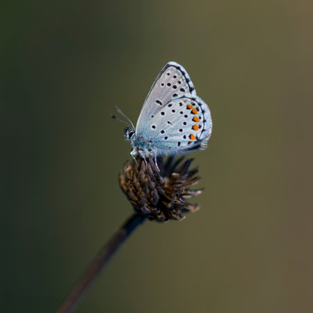 Butterfly green background photo close up treeの写真素材