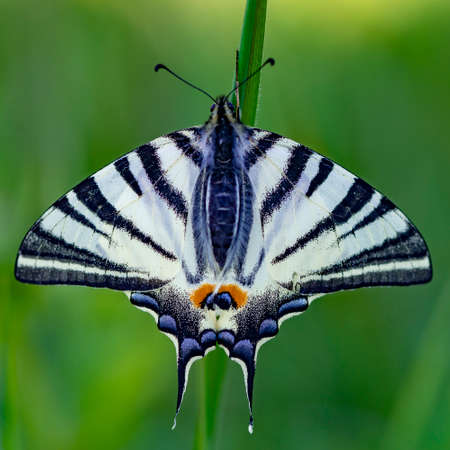 Swallowtail butterfly on a grass green backgroundの写真素材
