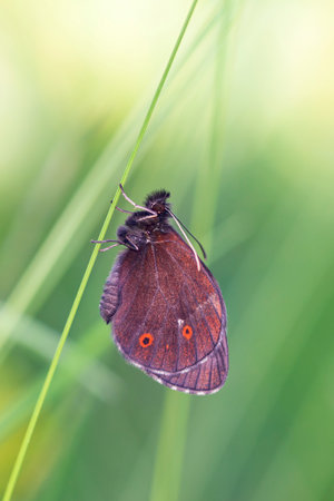 Butterfly green nature close up photo green backgroundの写真素材