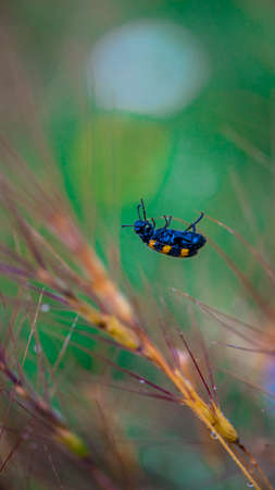 Yellow bug on a flower looking in the yellowの写真素材
