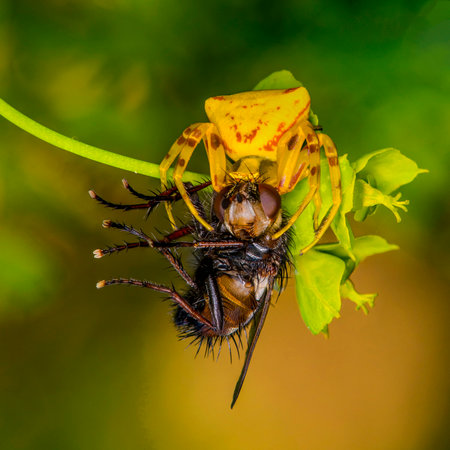 Spider grip dinner fly macro green backgroundの写真素材