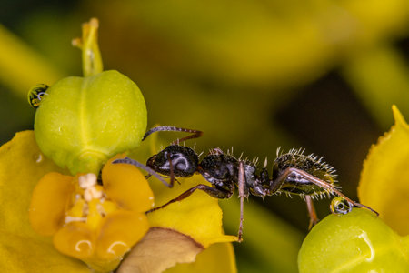 Ant on yellow flower magic water drop close upの写真素材
