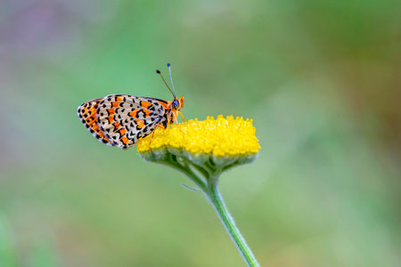 Butterfly flower yellow close up photo green backgroundの写真素材