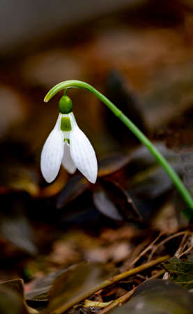 Snowdrop in the spring forest dark backgroundの写真素材