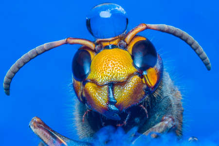 Hornet macro stacking shoot colorful skin ,Queenの写真素材