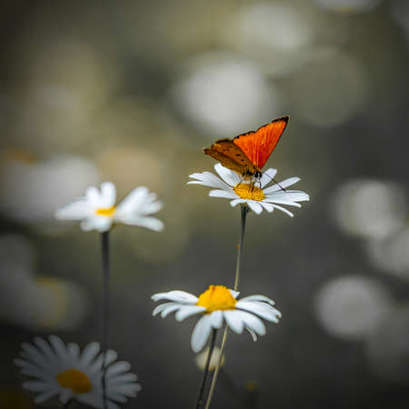 Orange butterfly on a flower green backgroundの写真素材