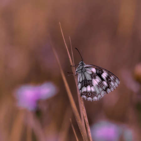 Brown white butterfly on a flower creamy backgroundの写真素材