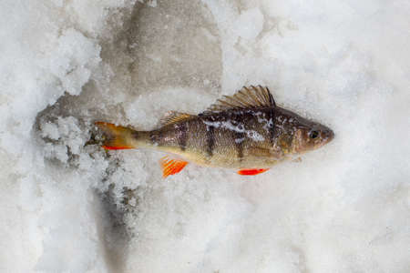 Bass lying on snow closeup of carnivorous fishの写真素材